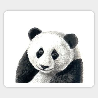 Panda bear Sticker